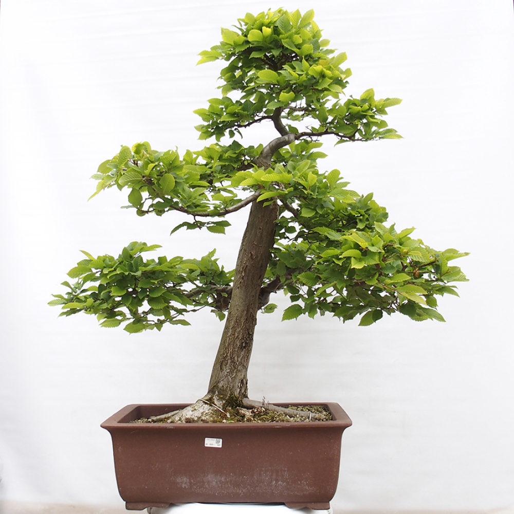 Venkovní bonsai - Habr obecný - Carpinus betulus