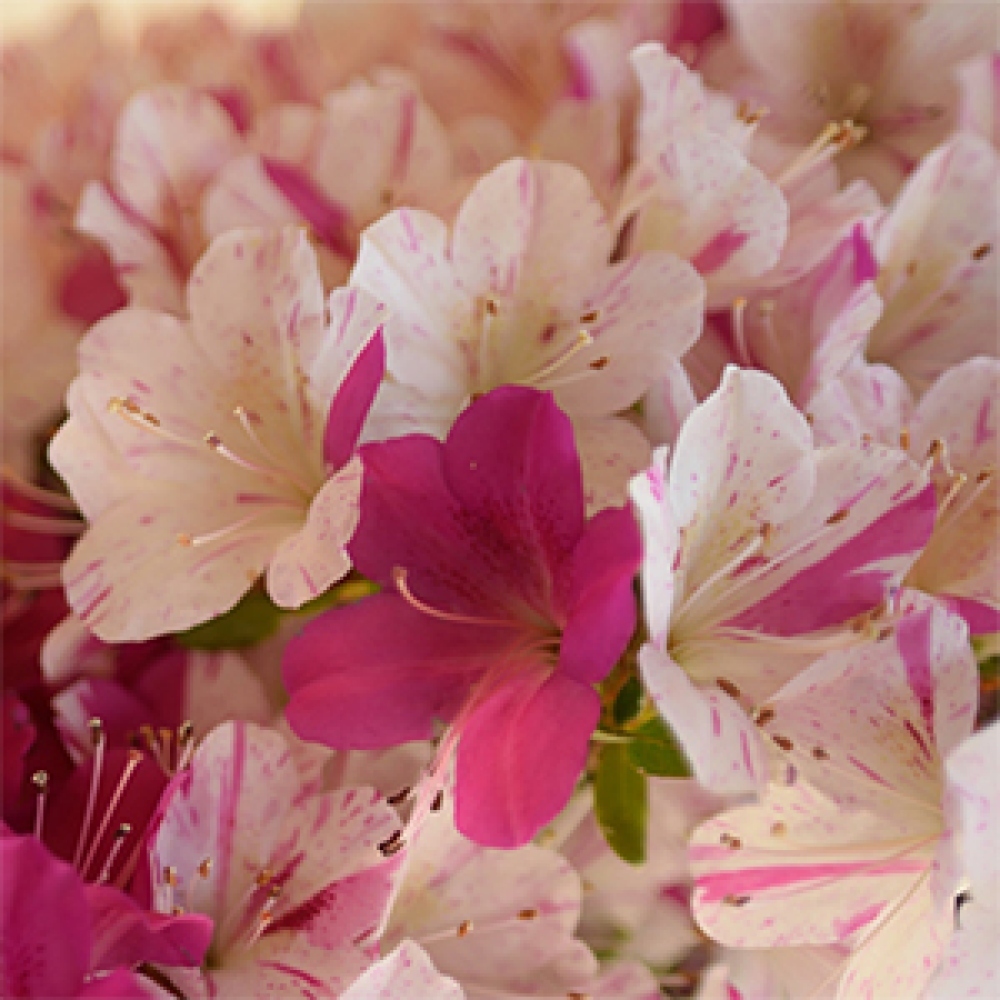 Venkovní bonsai - Japonská azalka - Azalea Kaminoyamakirin