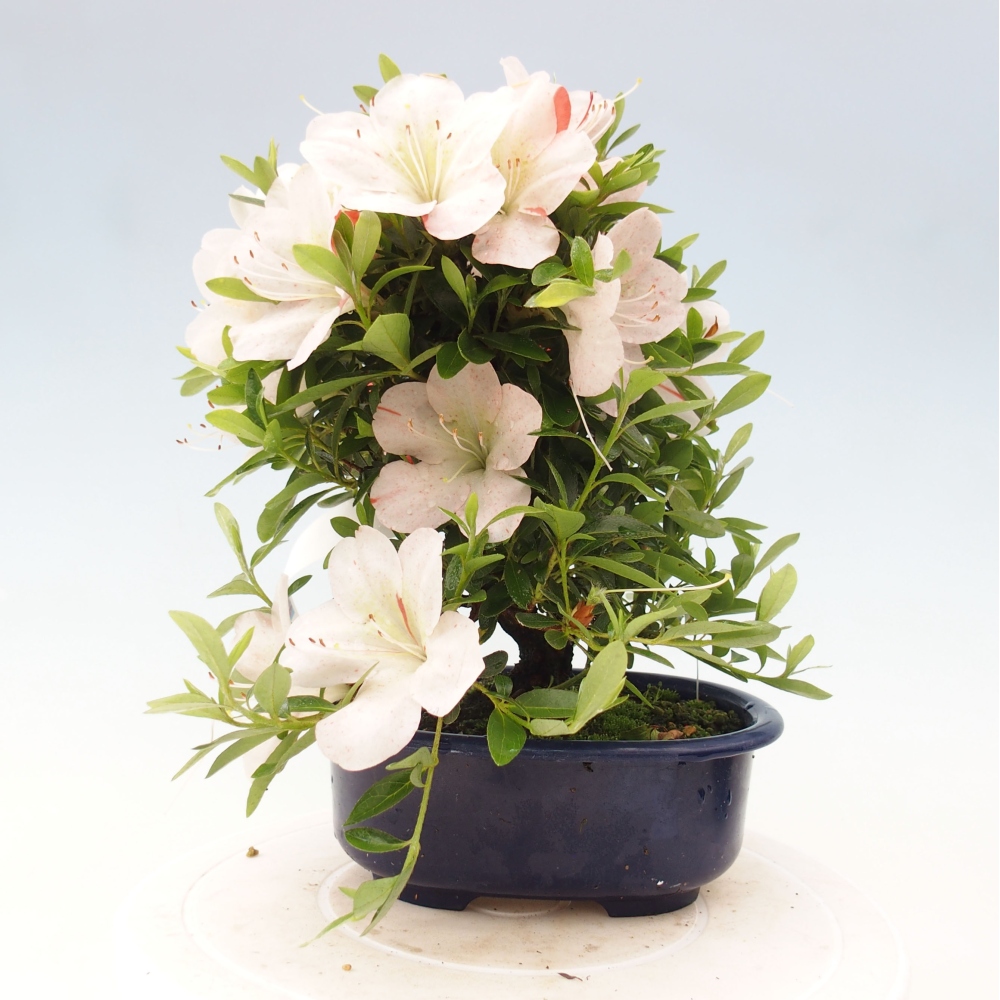 Venkovní bonsai - Japonská azalka - Azalea Asazakura