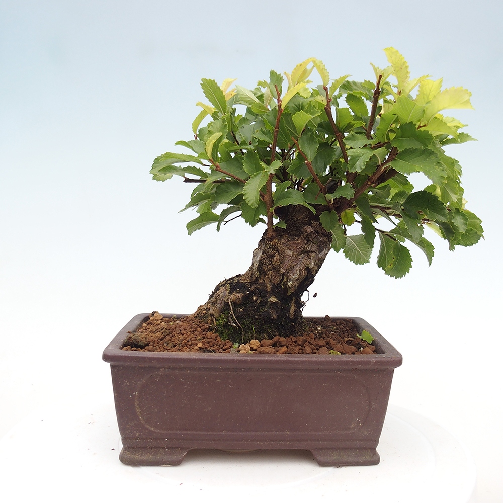 Venkovní bonsai - Zelkova - Zelkova NIRE
