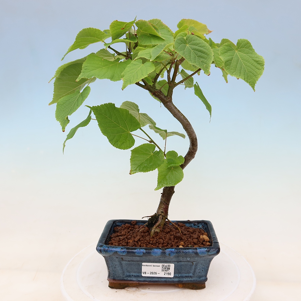 Venkovní bonsai - Lípa srdčitá - Tilia cordata