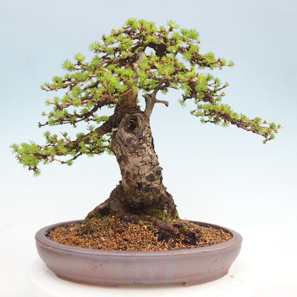 Venkovní bonsai -Larix decidua - Modřín opadavý 