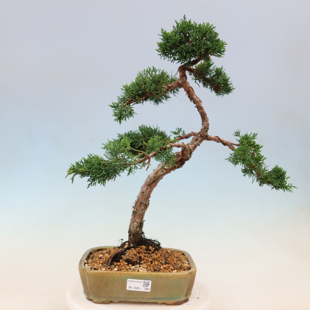Venkovní bonsai - Juniperus chinensis Kishu -Jalovec čínský