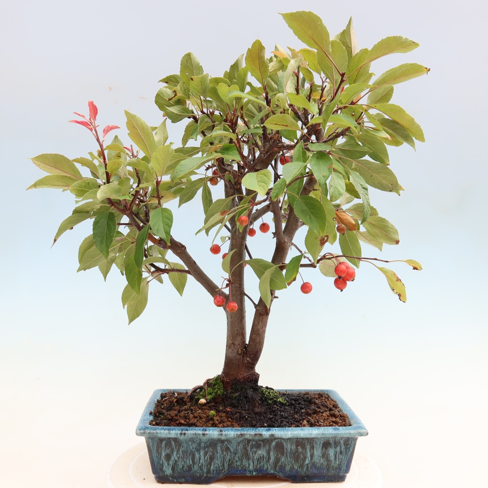 Venkovní bonsai -Malus domestica - Maloplodá jabloň červenolistá