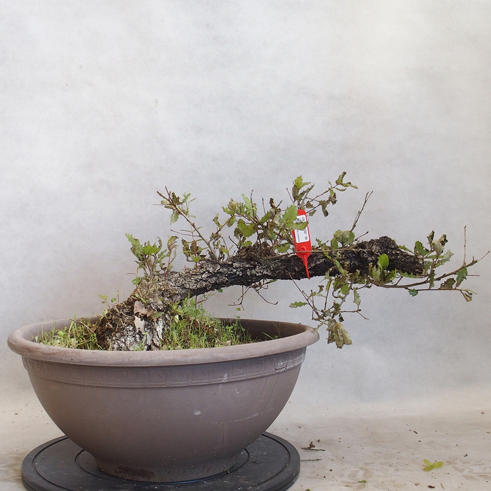 Venkovní bonsai Quercus Cerris - Dub Cer