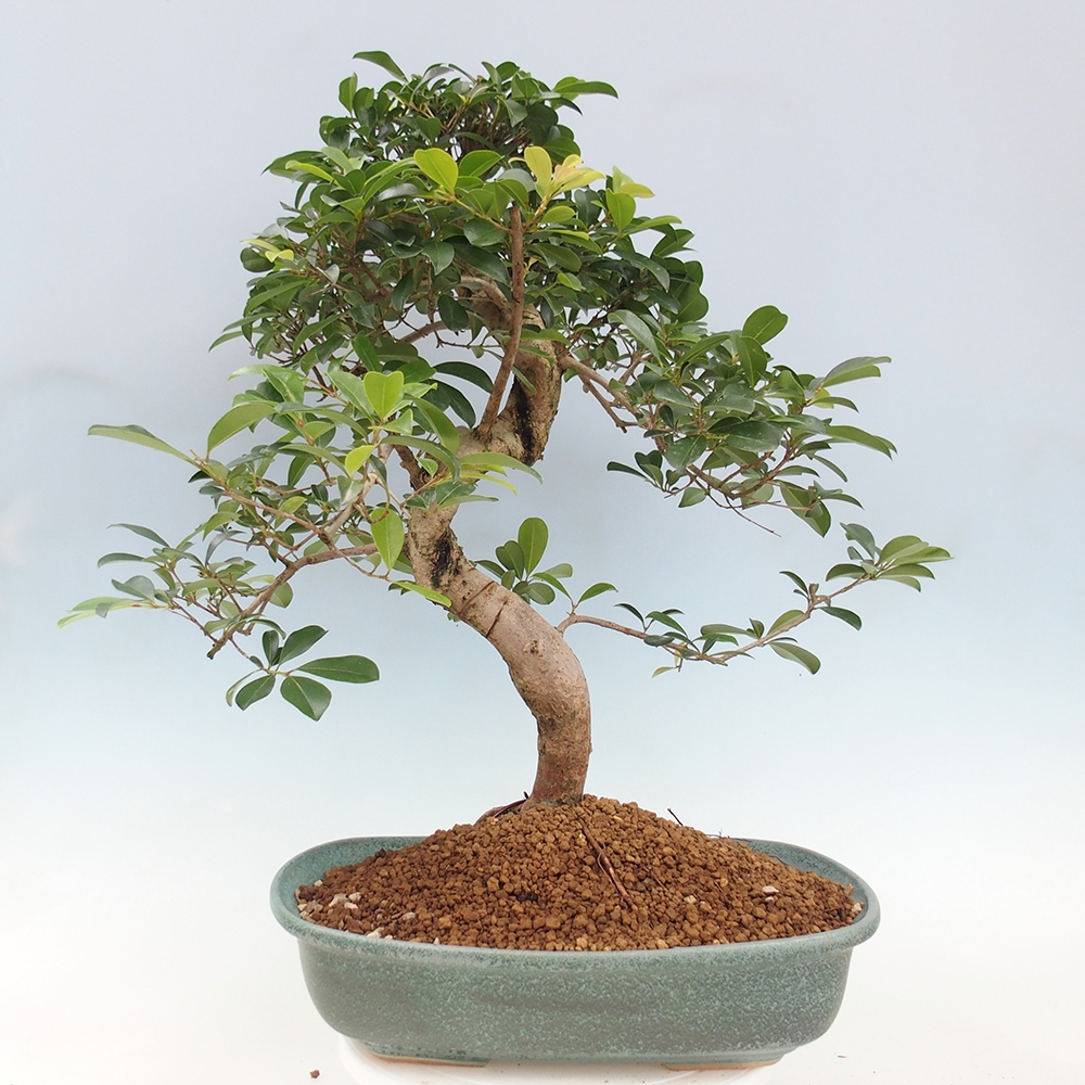 Pokojová bonsai - Australská třešeň - Eugenia uniflora - POUZE OSOBNÍ ODBĚR nebo paletová přeprava