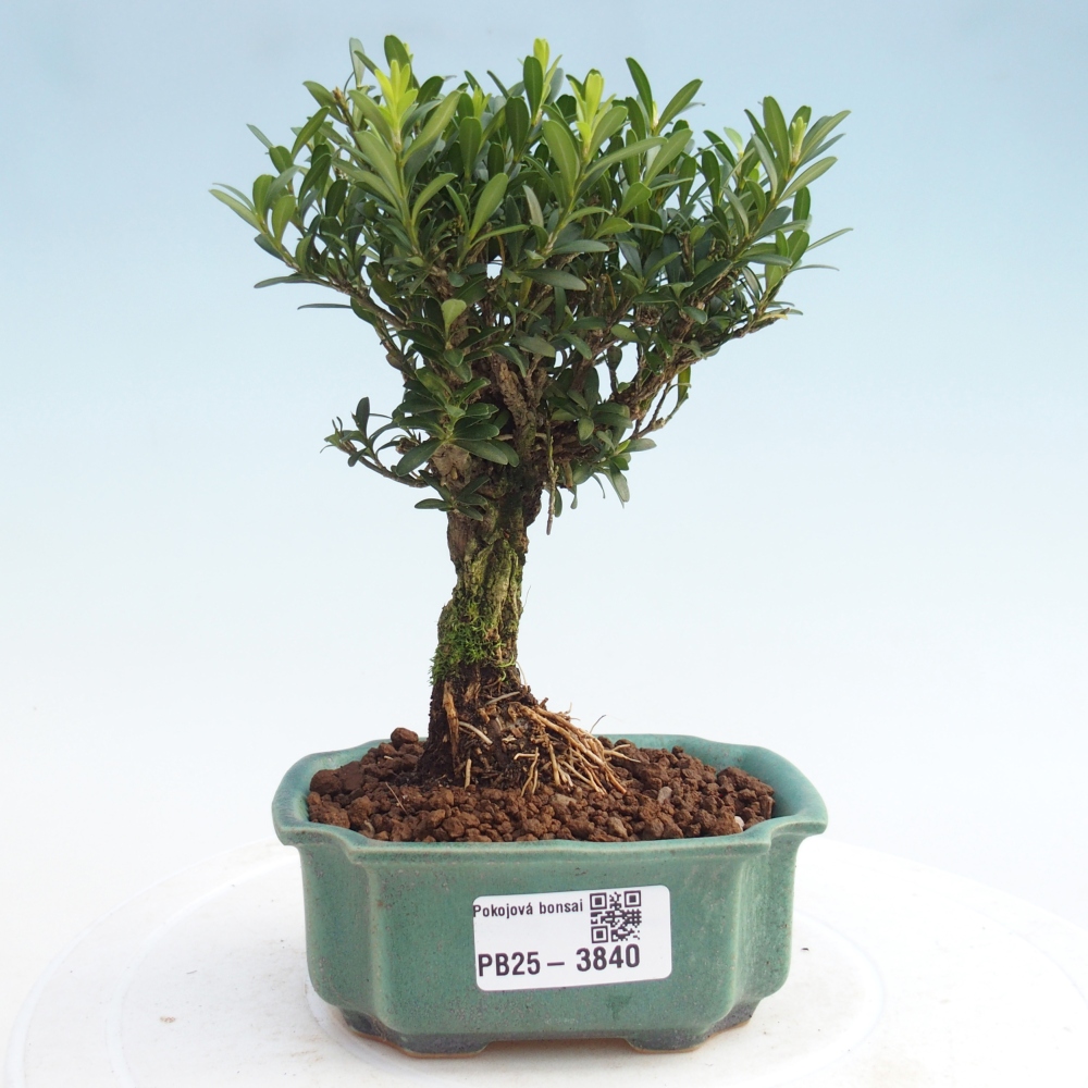 Pokojová bonsai - Buxus harlandii -korkový buxus