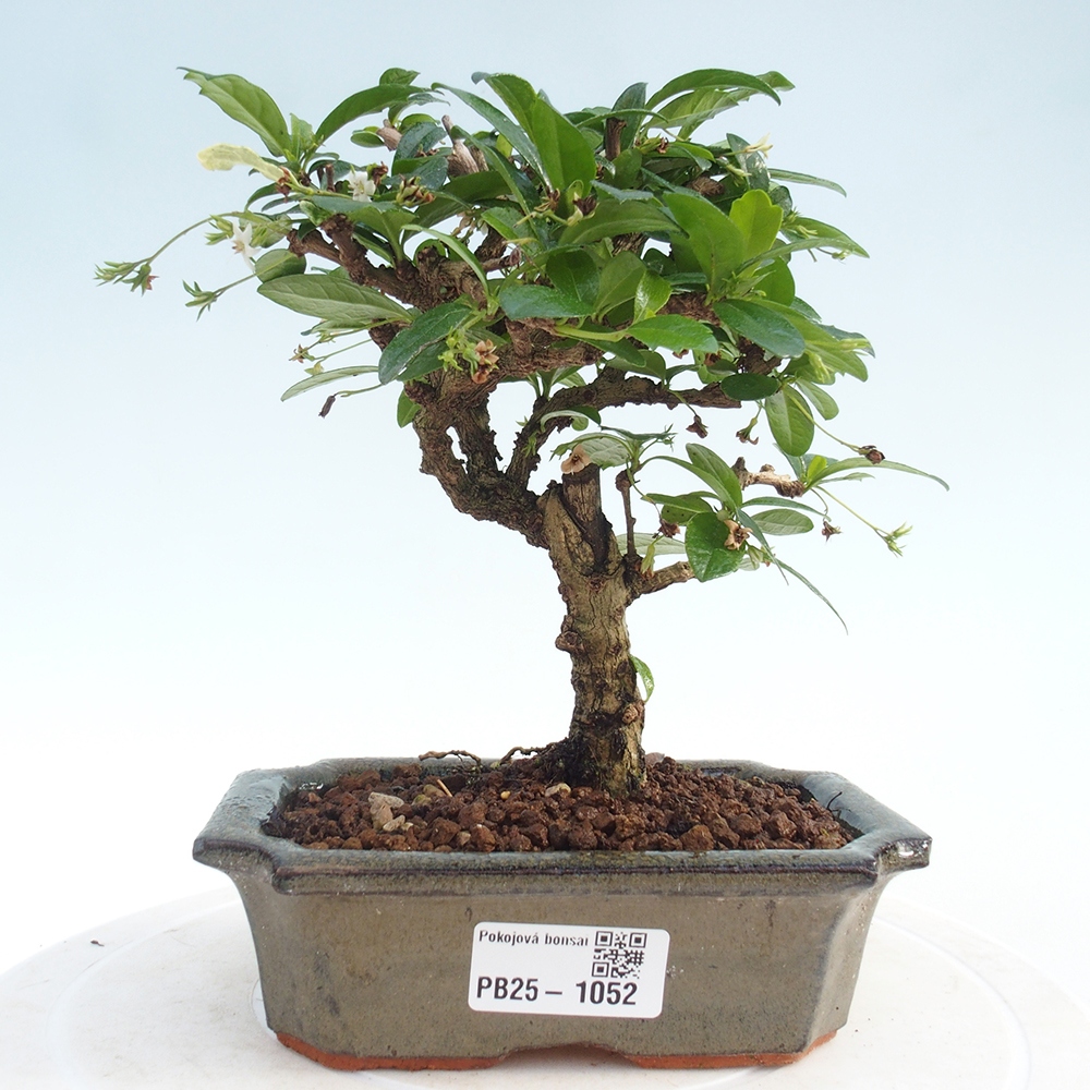 Pokojová bonsai - Carmona macrophylla - Čaj fuki