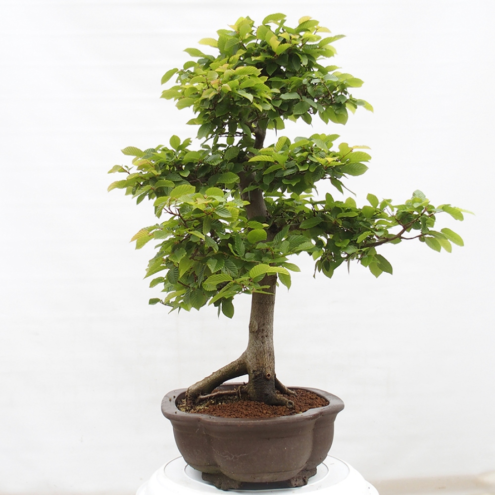 Venkovní bonsai - Habr obecný - Carpinus betulus