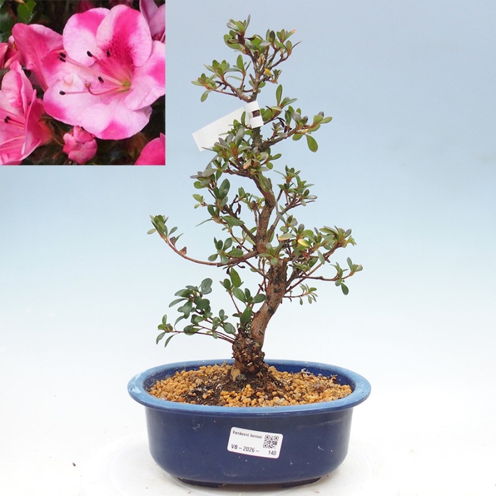 Venkovní bonsai - Japonská azalka - Azalea Kobai