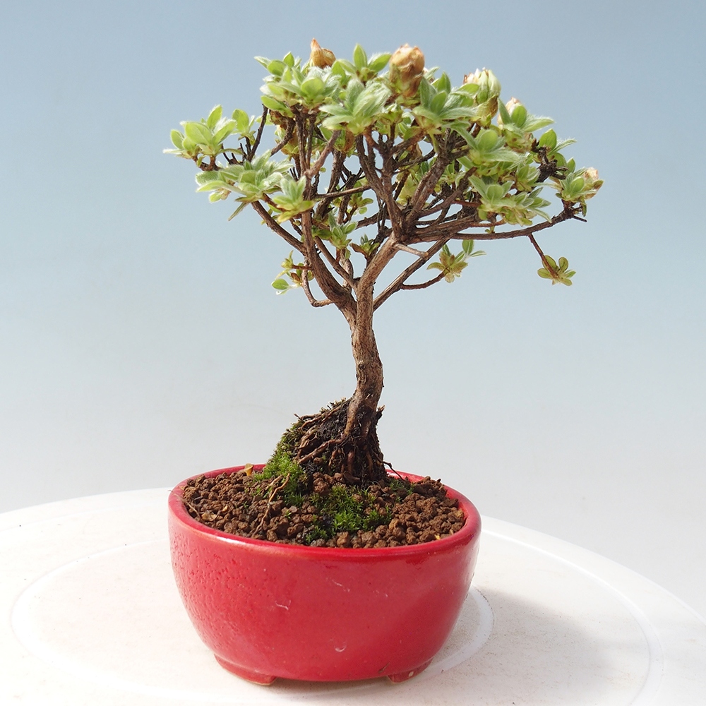 Venkovní bonsai - Rhododendron indicum - Japonská azalka