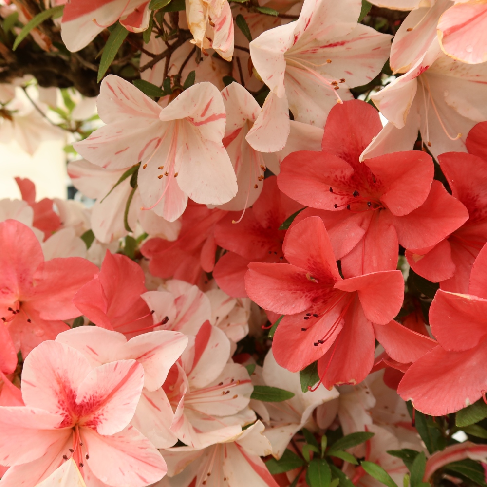 Venkovní bonsai - Japonská azalka - Azalea Kinu-no-Hikari