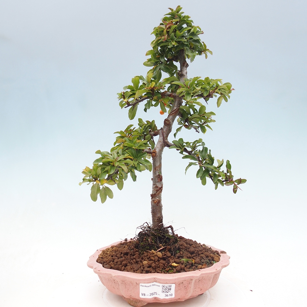 Venkovní bonsai-Pyracanta Teton -Hlohyně