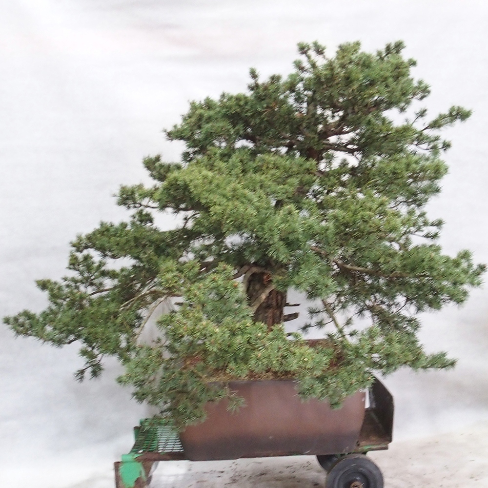 Yamadori - Pinus sylvestris 