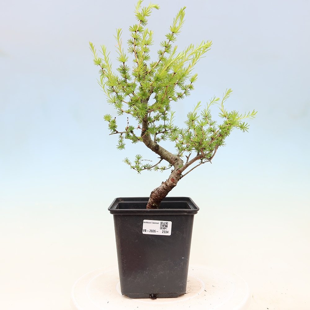 Venkovní bonsai -Larix decidua - Modřín opadavý 