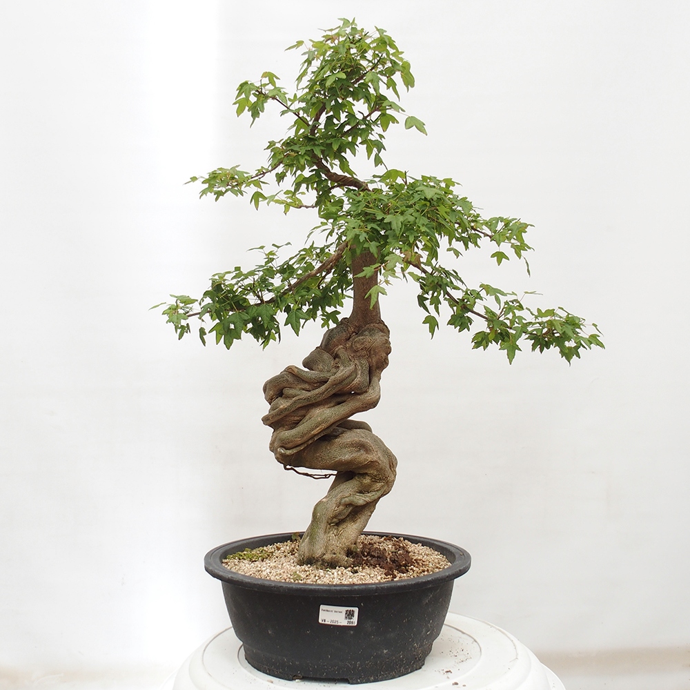 Venkovní bonsai - Acer Buergerianum - Javor Burgerův