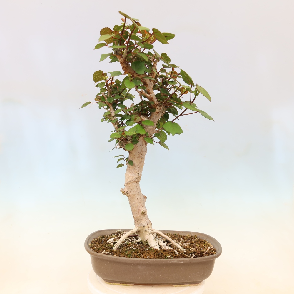 Pokojová bonsai - Hibiscus tiliaceus - Ibišek lípovitý, morský