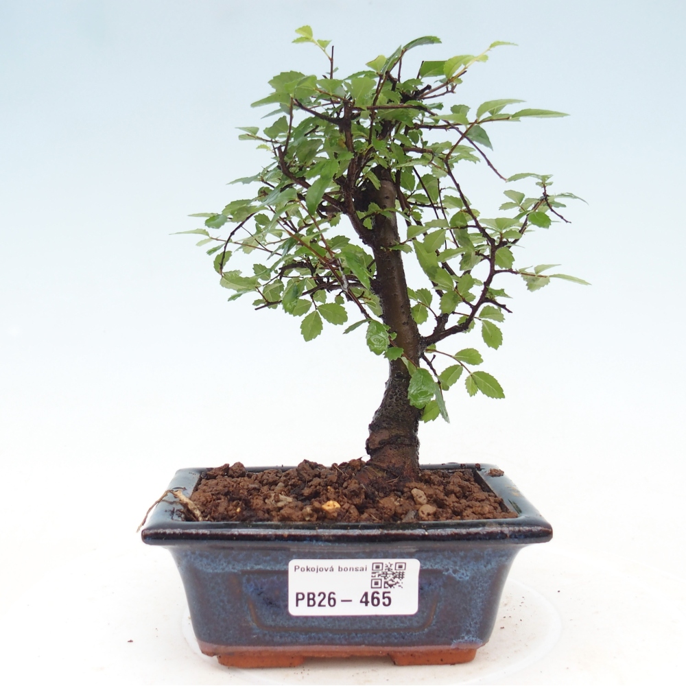 Pokojová bonsai - Ulmus parvifolia - Malolistý jilm