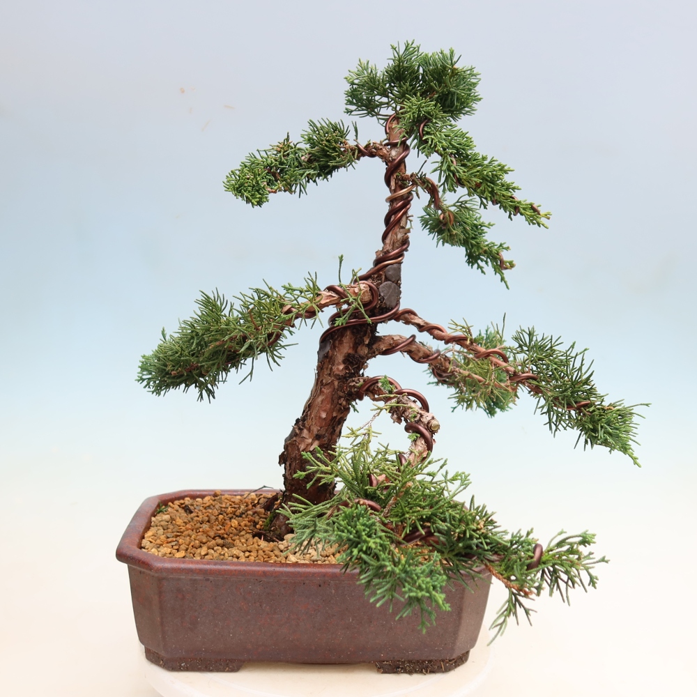 Venkovní bonsai - Juniperus chinensis Kishu -Jalovec čínský