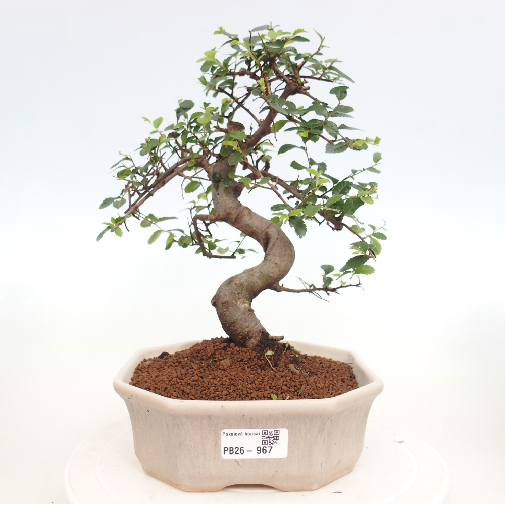 Pokojová bonsai - Ulmus parvifolia - Malolistý jilm