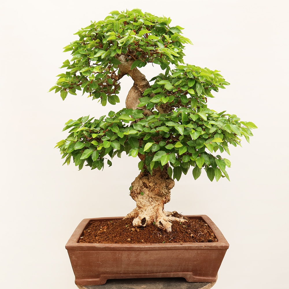 Venkovní bonsai -Carpinus Coreana - Habr korejský