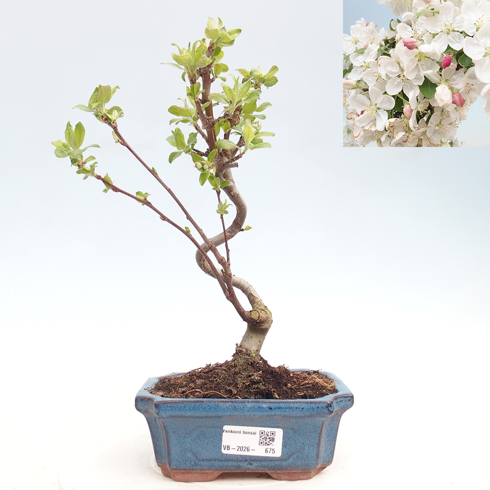 Venkovní bonsai -Malus halliana - Maloplodá jabloň