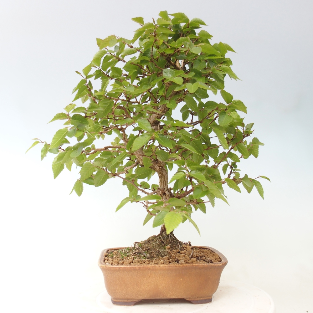 Venkovní bonsai -Carpinus CARPINOIDES - Habr korejský