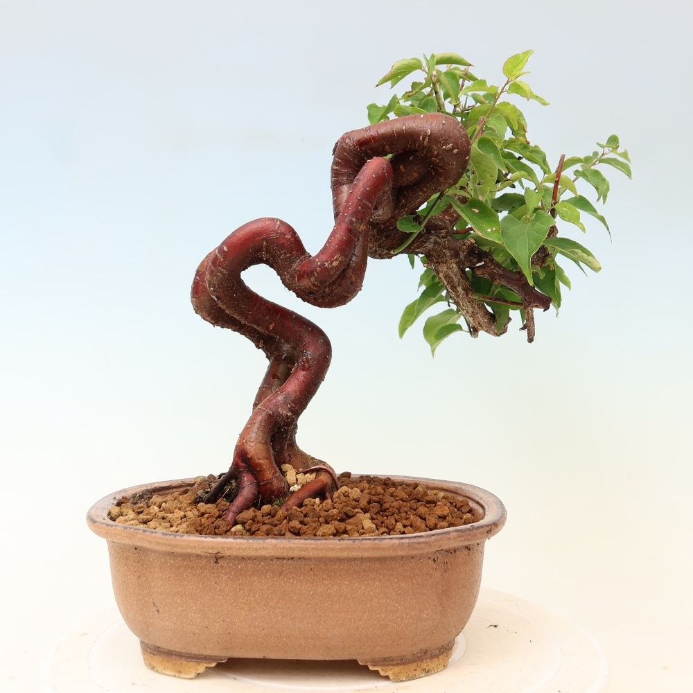 Venkovní bonsai -Japonská meruňka - Prunus Mume