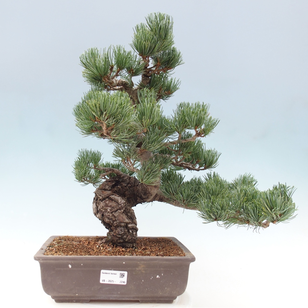 Venkovní bonsai - Pinus parviflora - Borovice drobnokvětá