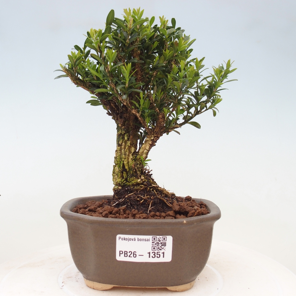 Pokojová bonsai - Buxus harlandii -korkový buxus