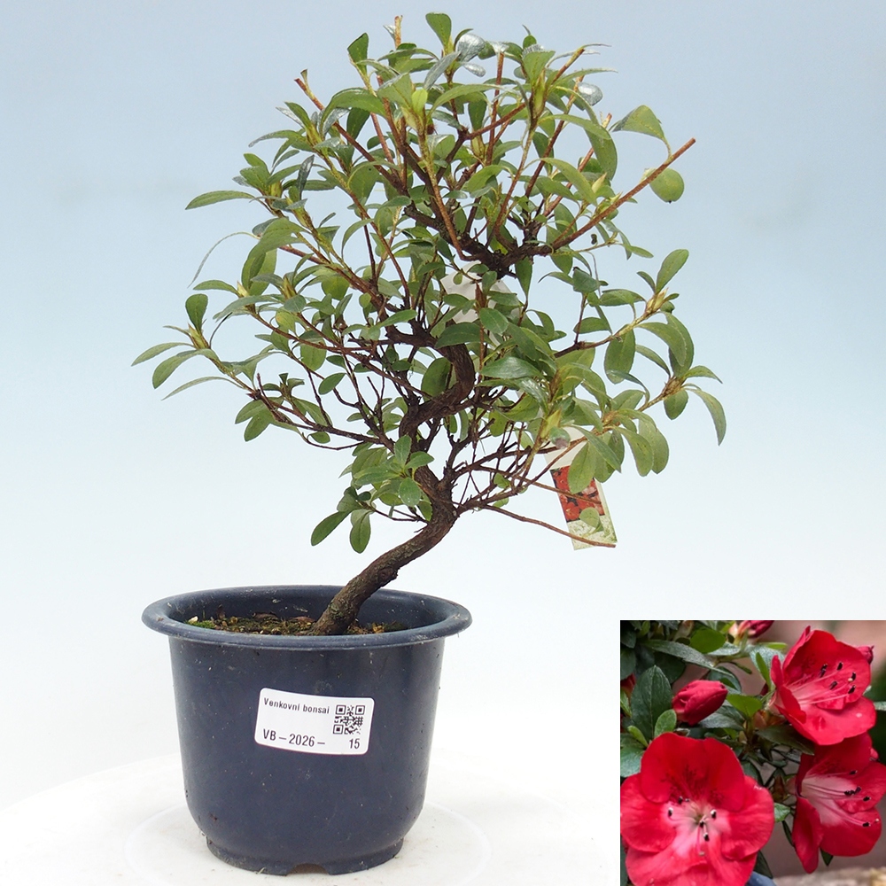 Venkovní bonsai - Japonská azalka - Azalea Benibeni