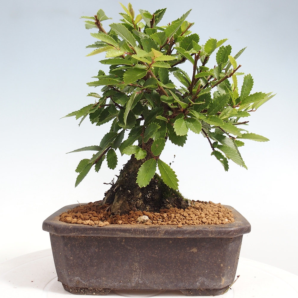Venkovní bonsai - Zelkova - Zelkova NIRE