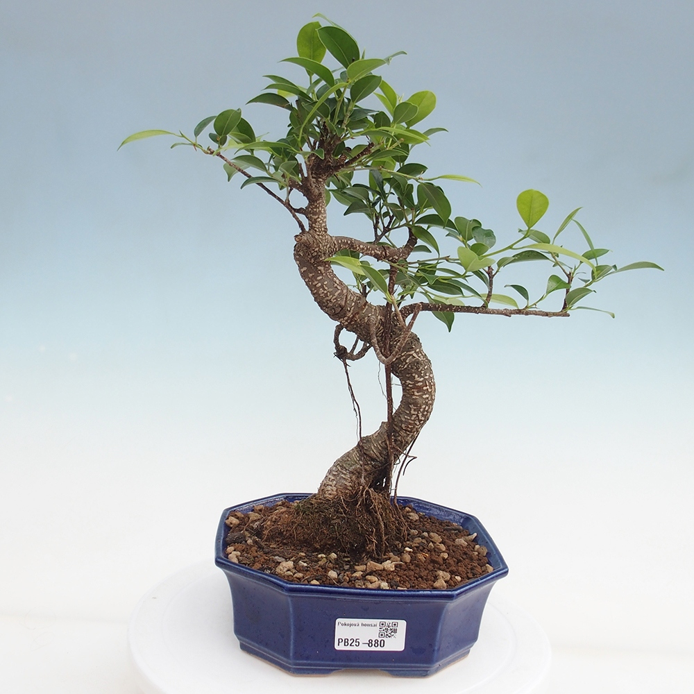 Pokojová bonsai - Ficus retusa -  malolistý fíkus