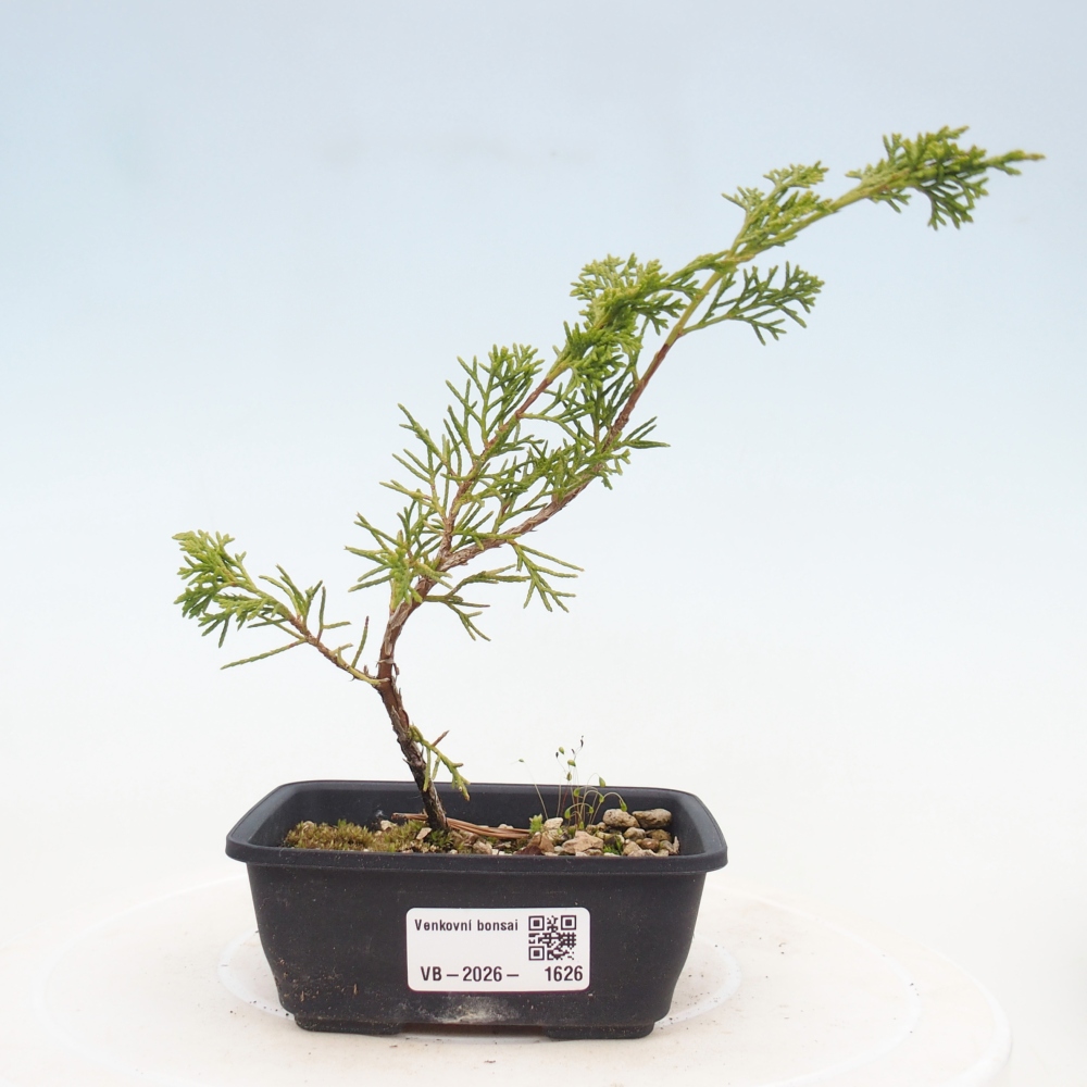 Venkovní bonsai - Juniperus chinensis Itoigawa -Jalovec čínský