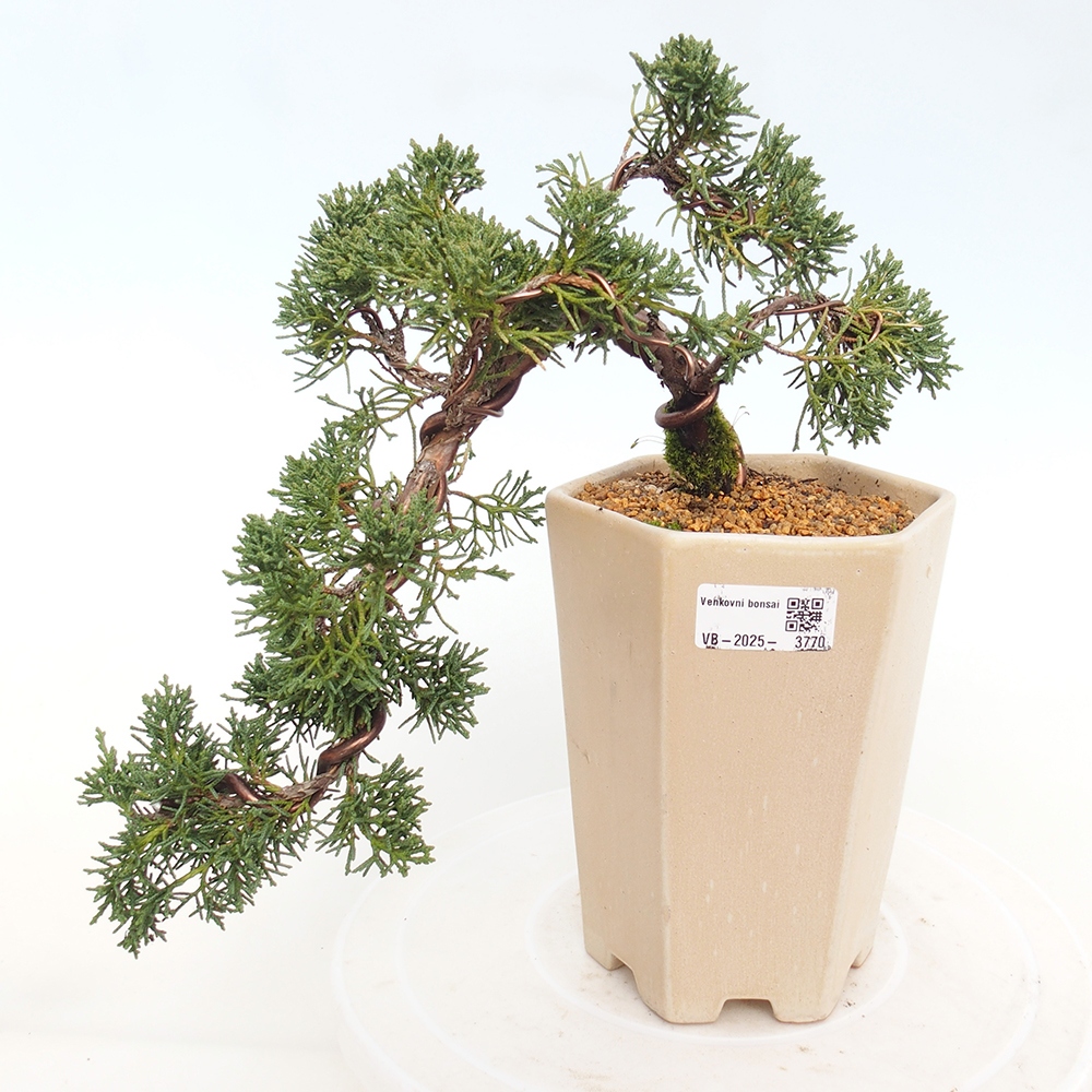 Venkovní bonsai - Juniperus chinensis Kishu -Jalovec čínský