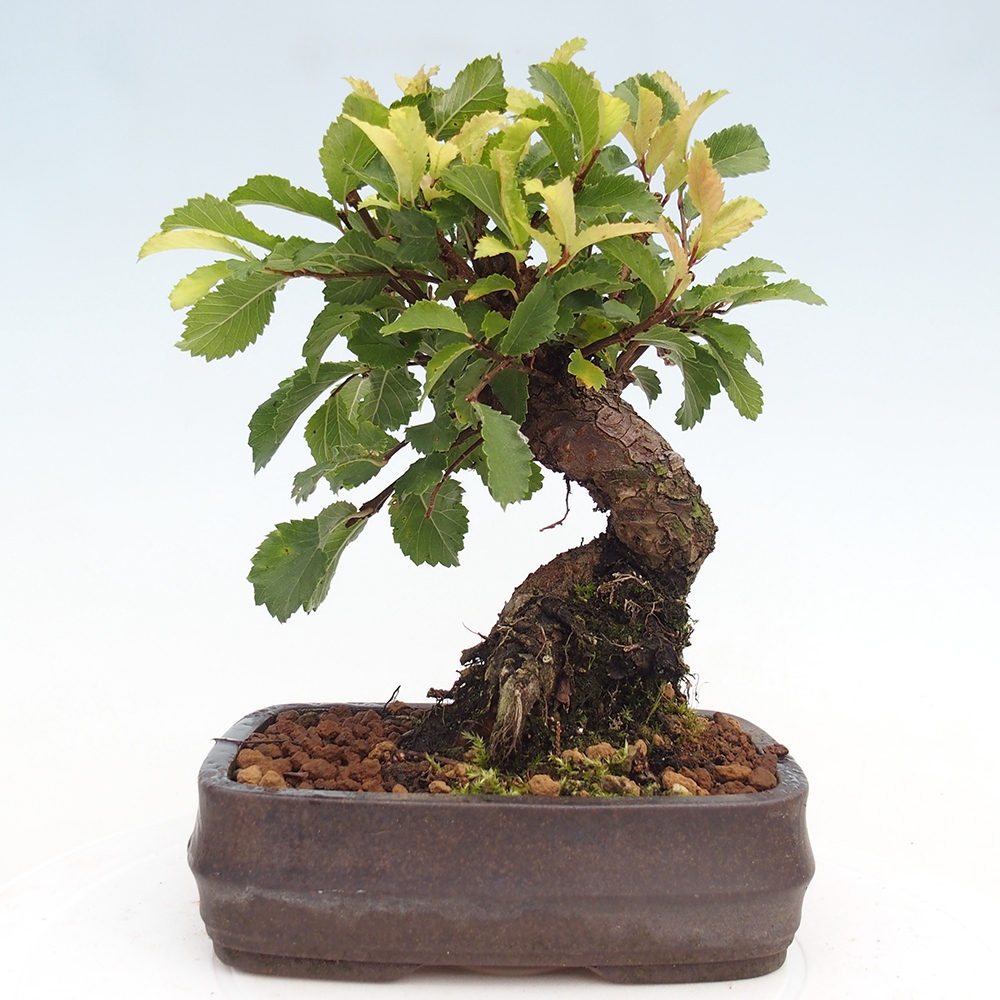Venkovní bonsai - Zelkova - Zelkova NIRE
