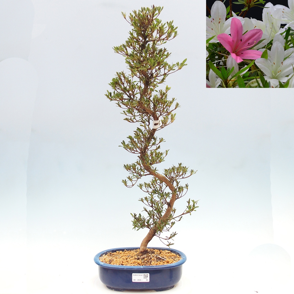 Venkovní bonsai - Japonská azalka - Azalea Hakurin
