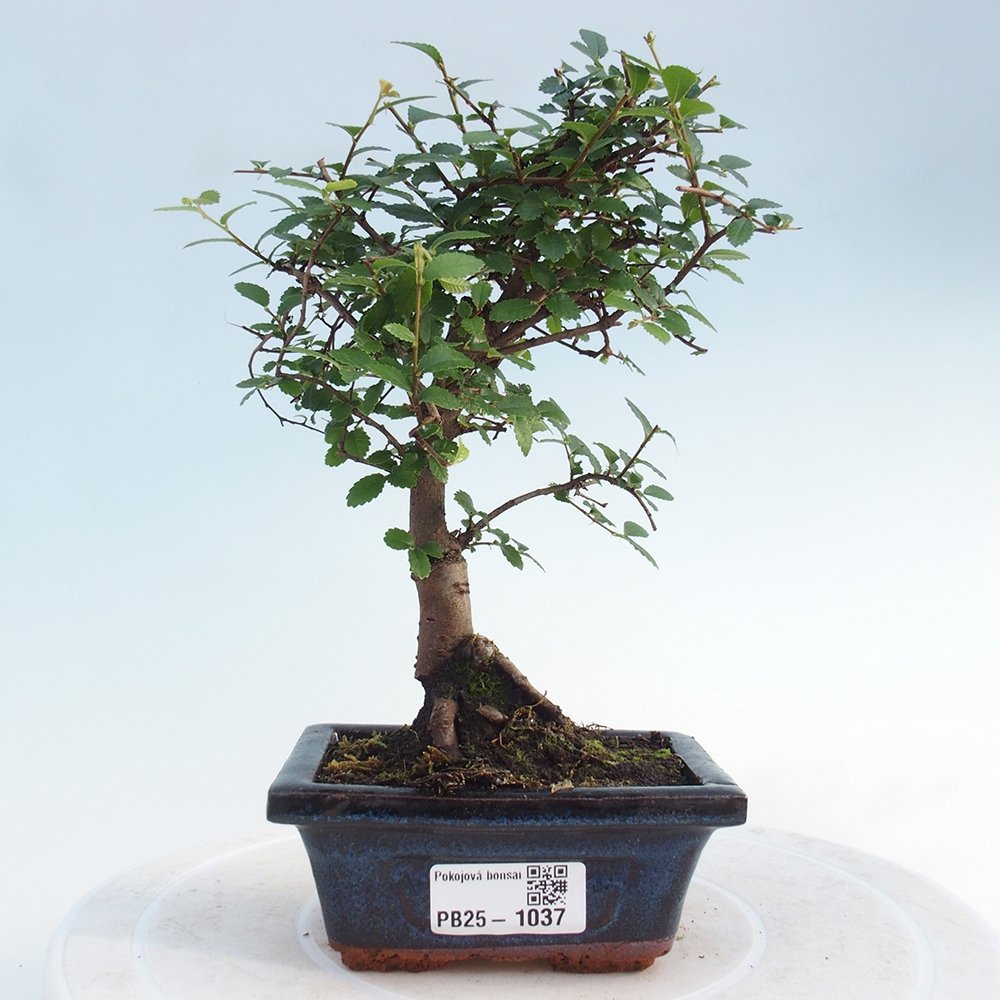 Pokojová bonsai - Ulmus parvifolia - Malolistý jilm