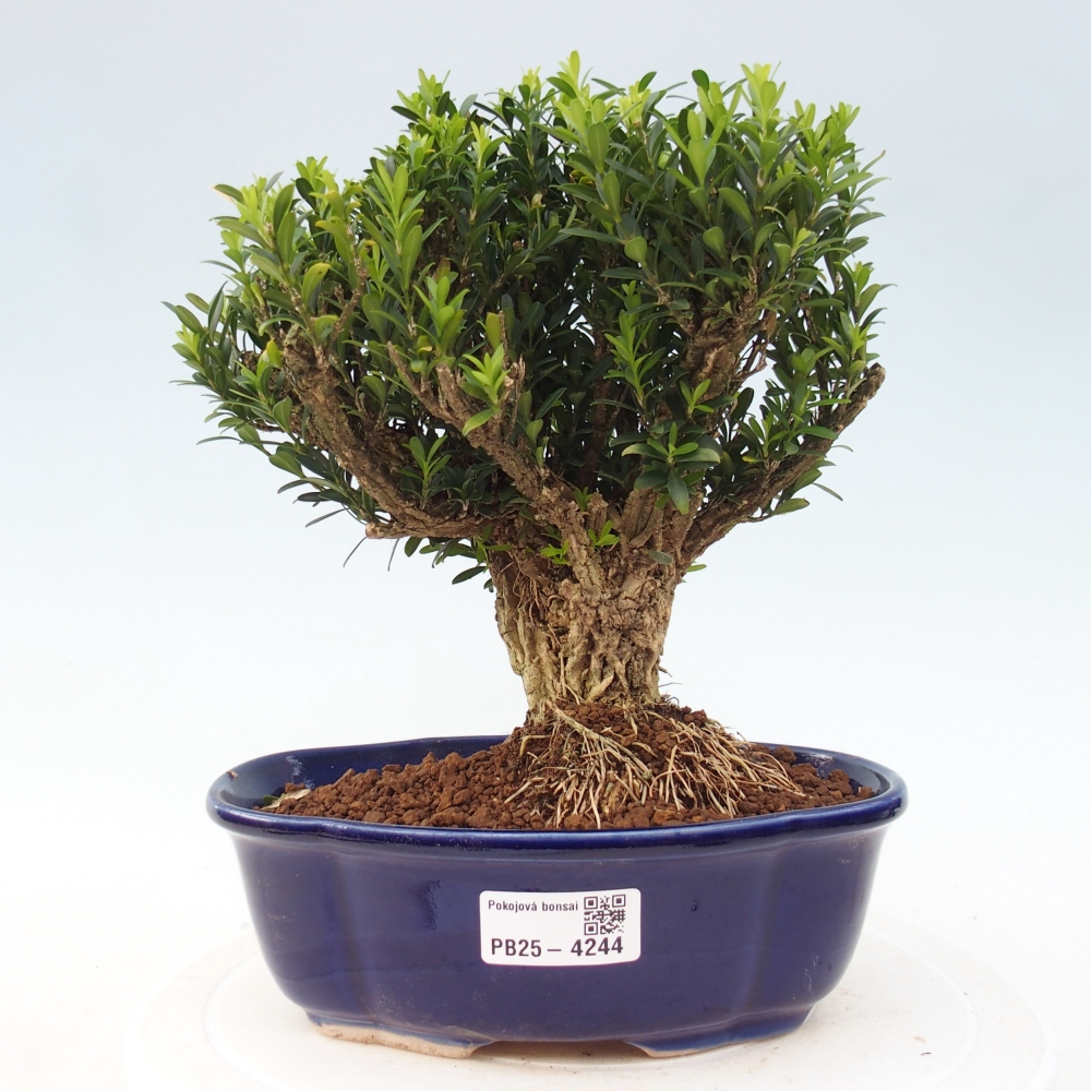 Pokojová bonsai - Buxus harlandii - korkový buxus