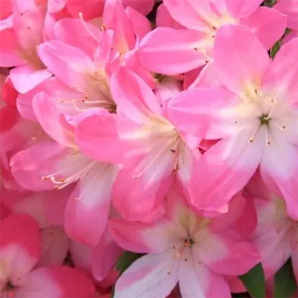 Venkovní bonsai - Japonská azalka - Azalea Akari