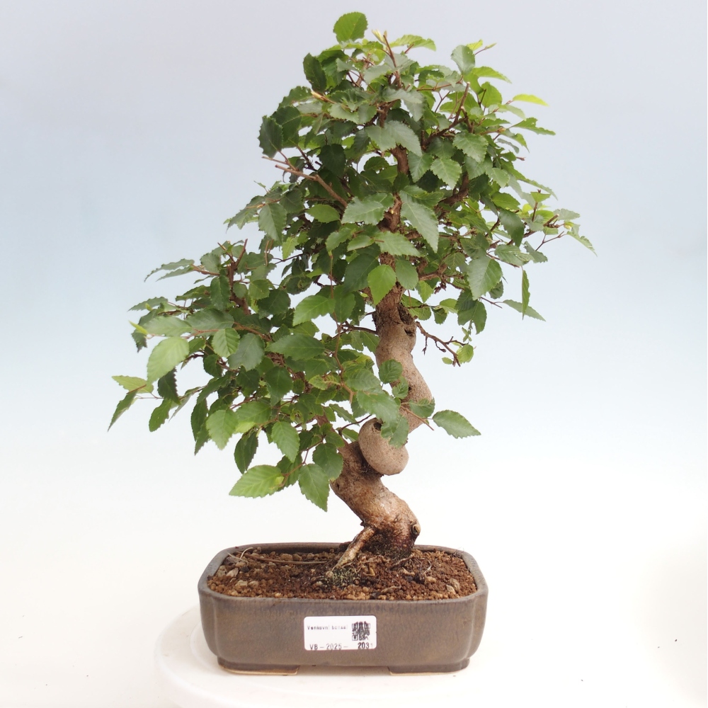 Venkovní bonsai -Carpinus CARPINOIDES - Habr korejský