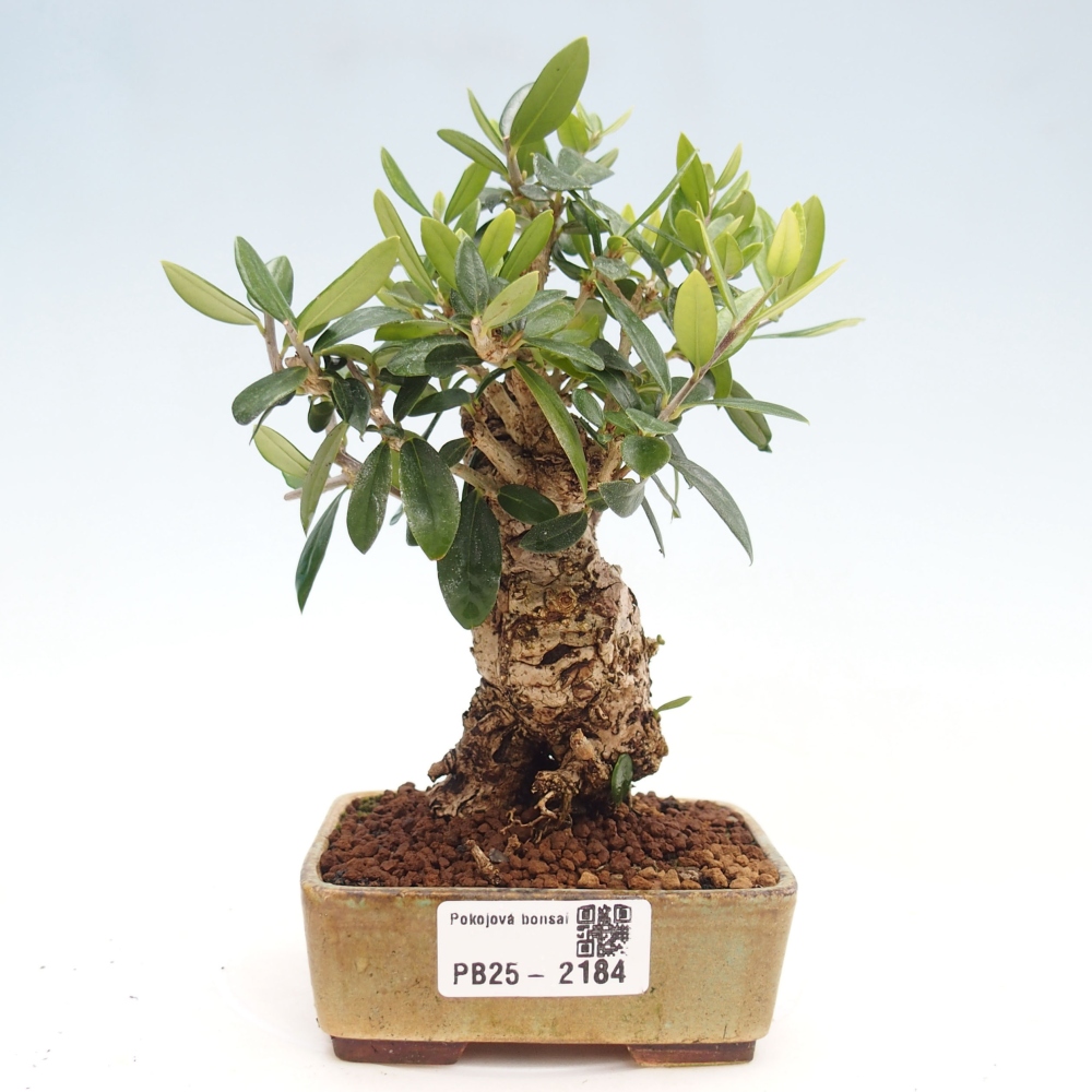 Pokojová bonsai - Olea europaea sylvestris -Oliva evropská drobnolistá