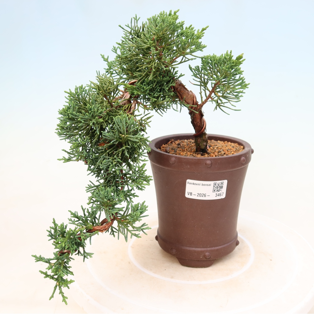 Venkovní bonsai - Juniperus chinensis Kishu -Jalovec čínský