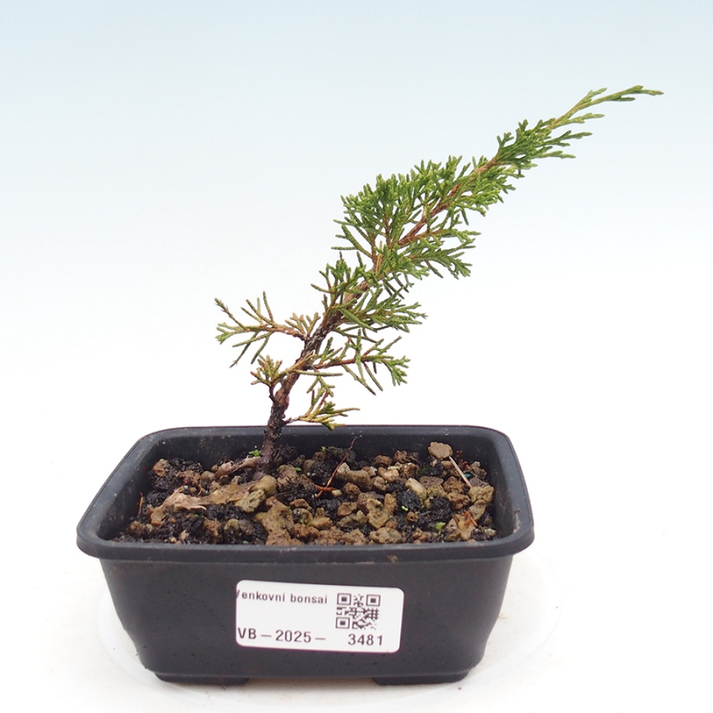 Venkovní bonsai - Juniperus chinensis Itoigawa -Jalovec čínský