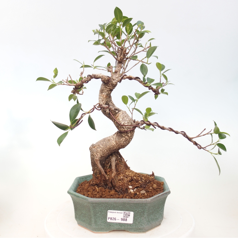 Pokojová bonsai - Ficus retusa -  malolistý fíkus