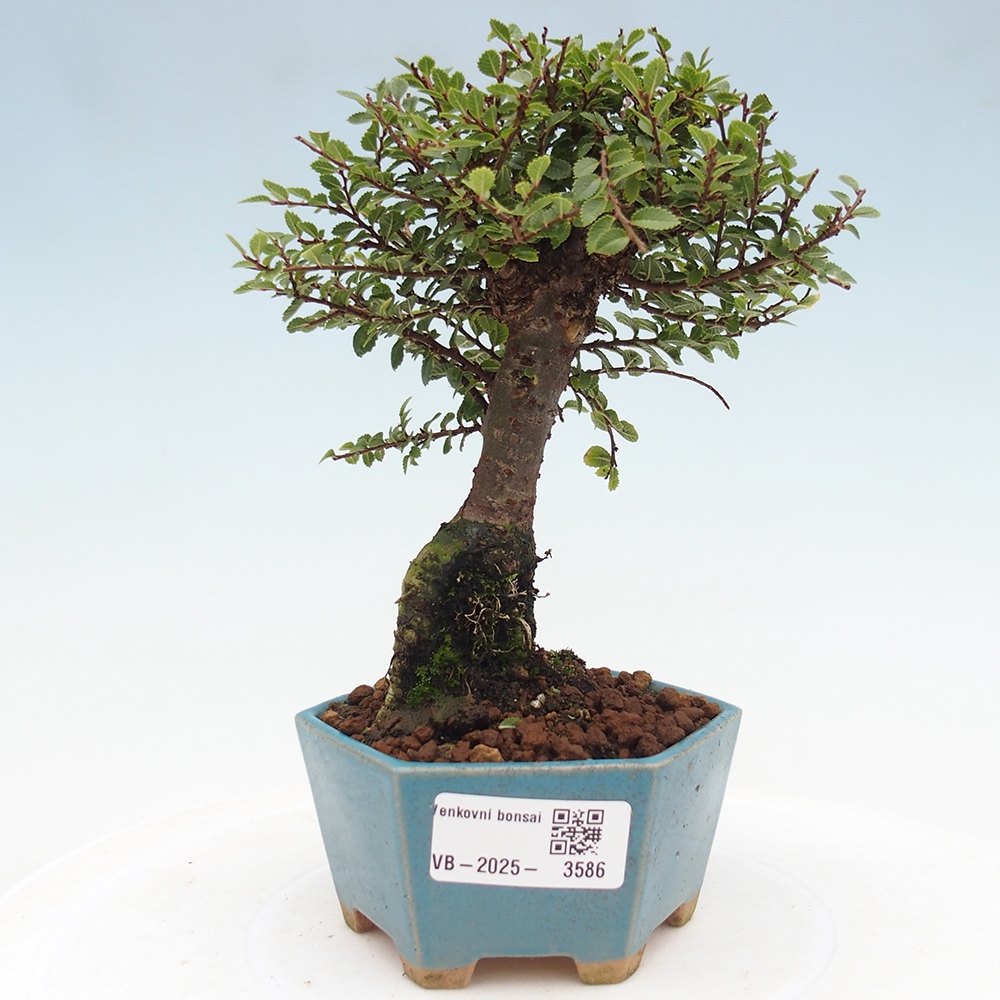 Venkovní bonsai - Ulmus parvifolia Hokkaido - jilm Čínský