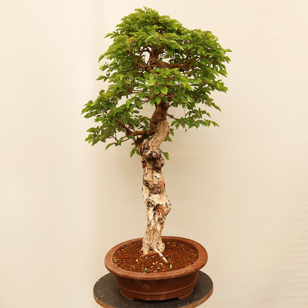 Venkovní bonsai -Carpinus Coreana - Habr korejský