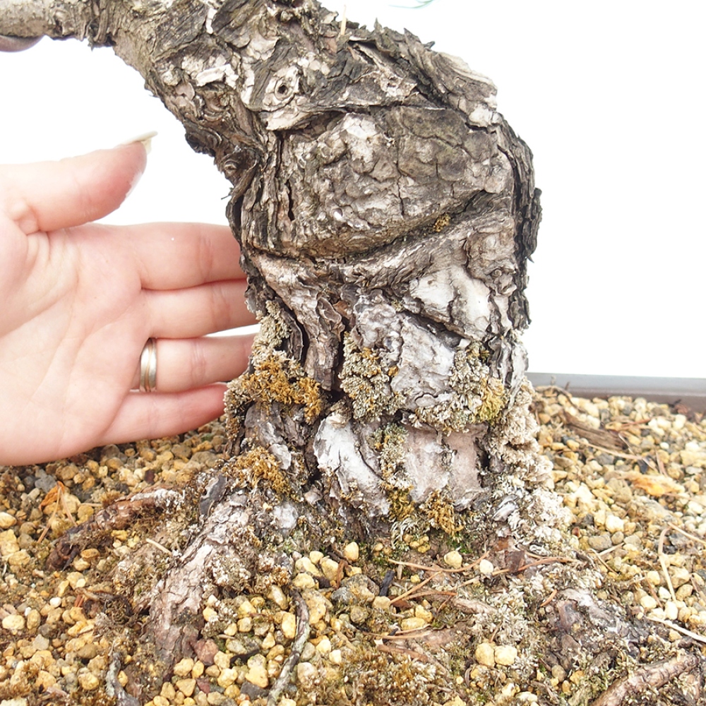 Venkovní bonsai - Pinus parviflora - Borovice drobnokvětá