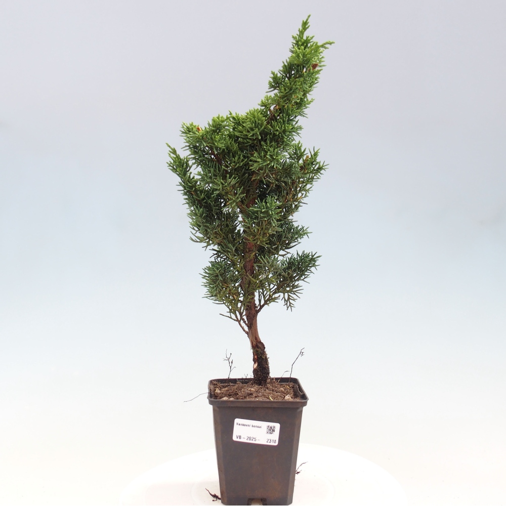 Venkovní bonsai - Juniperus chinensis Kishu -Jalovec čínský