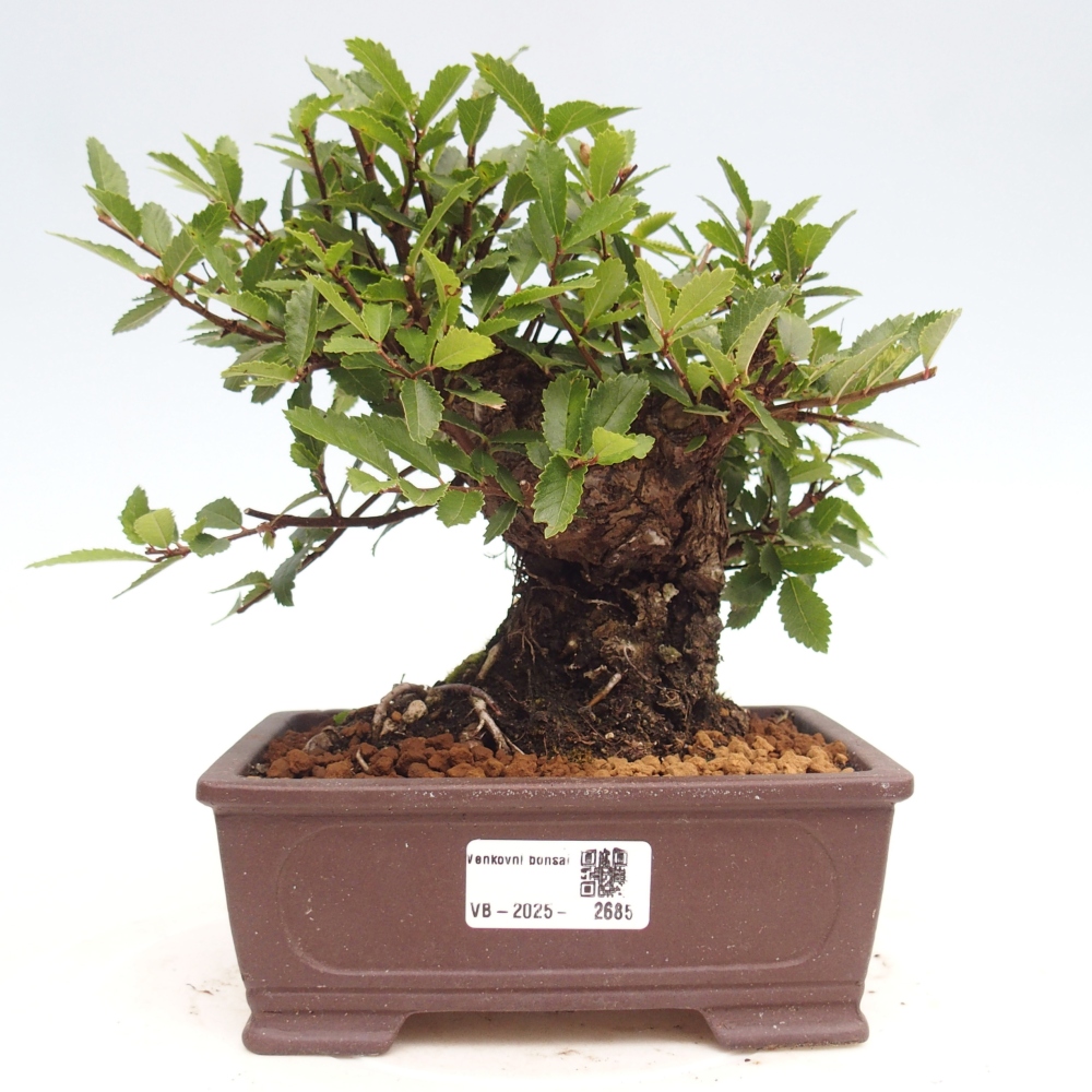 Venkovní bonsai - Zelkova - Zelkova NIRE